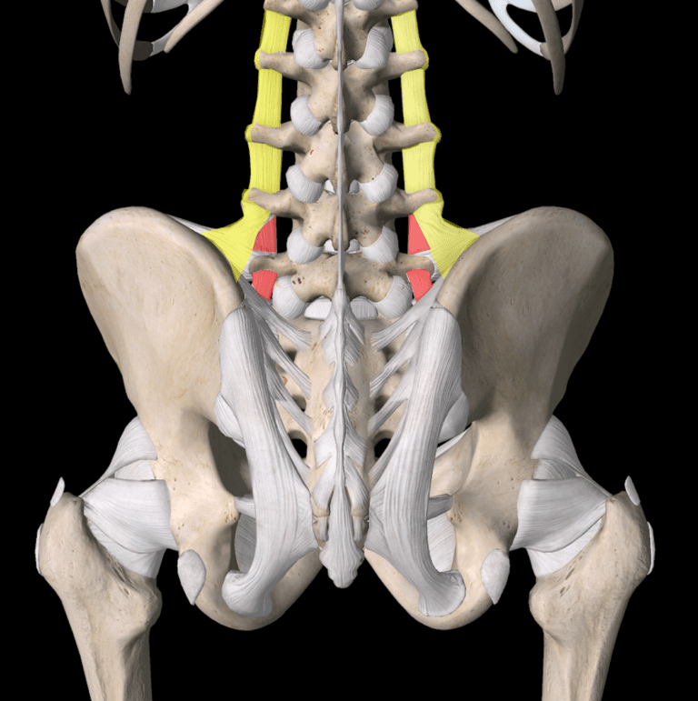 What Are the Intertransverse Ligaments? - Regenexx