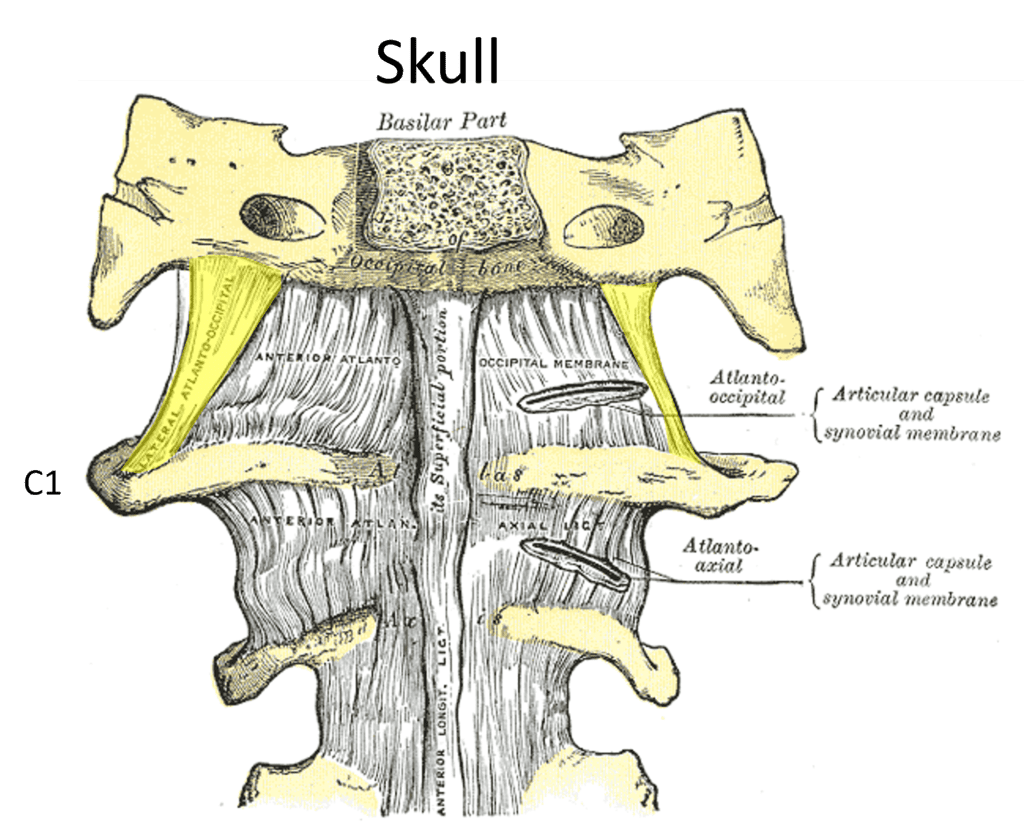 lateral atlanto occipital ligaments