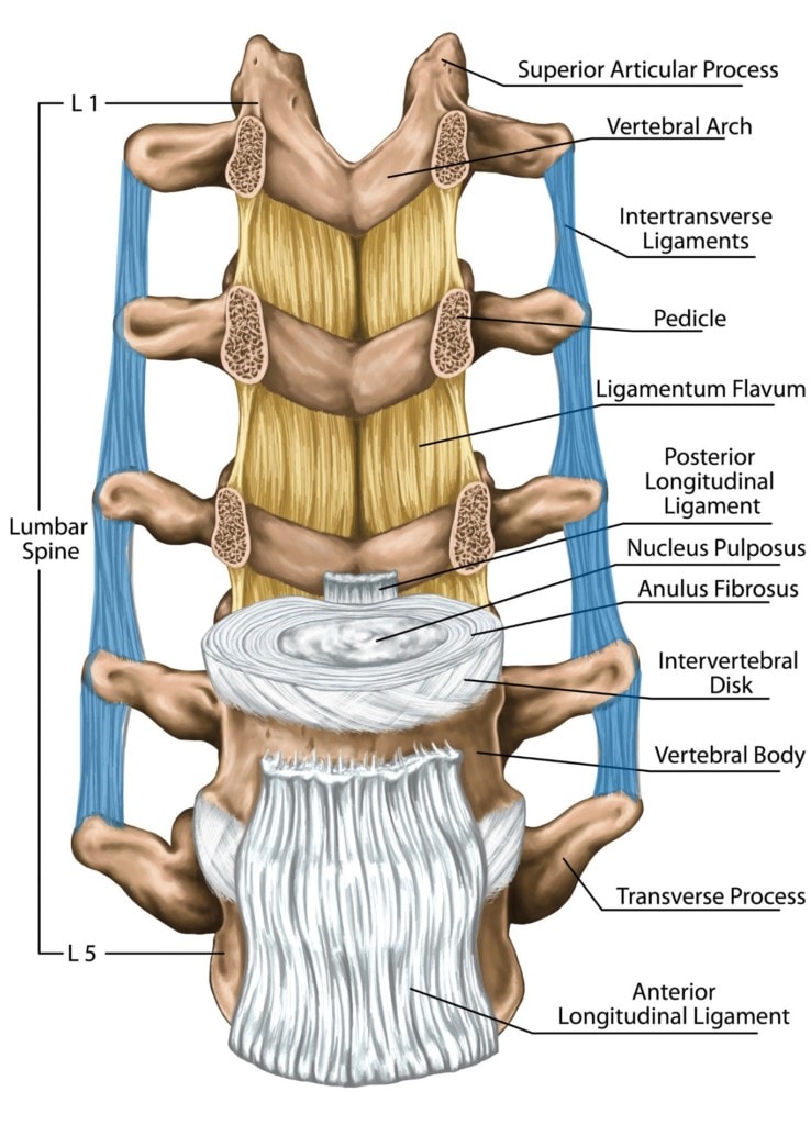 lumbar intertransverse ligaments