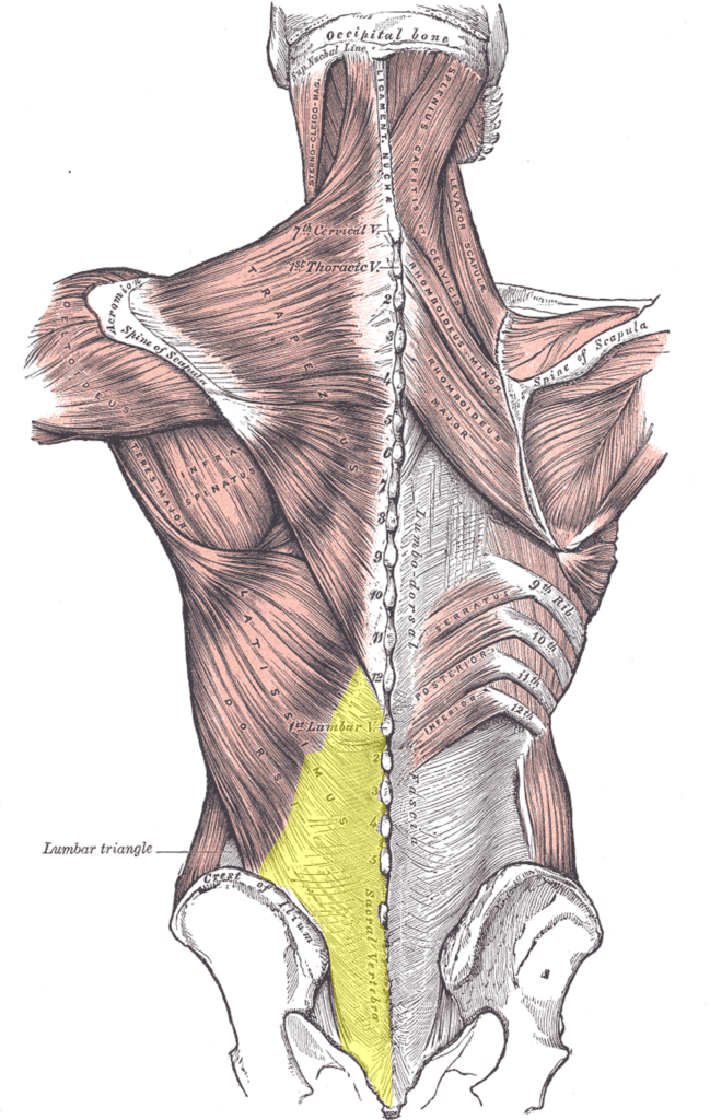 thoracodorsal fascia