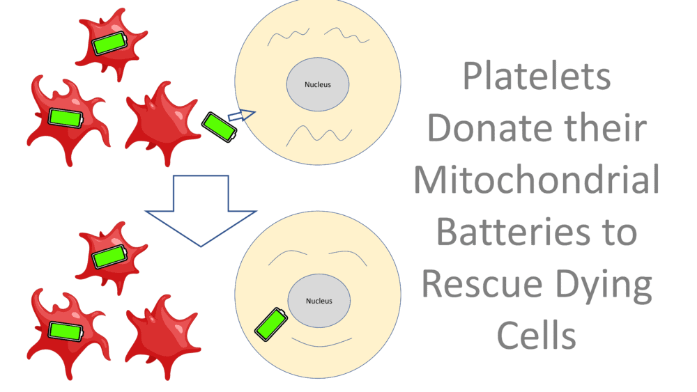 What Is a Mitlet?