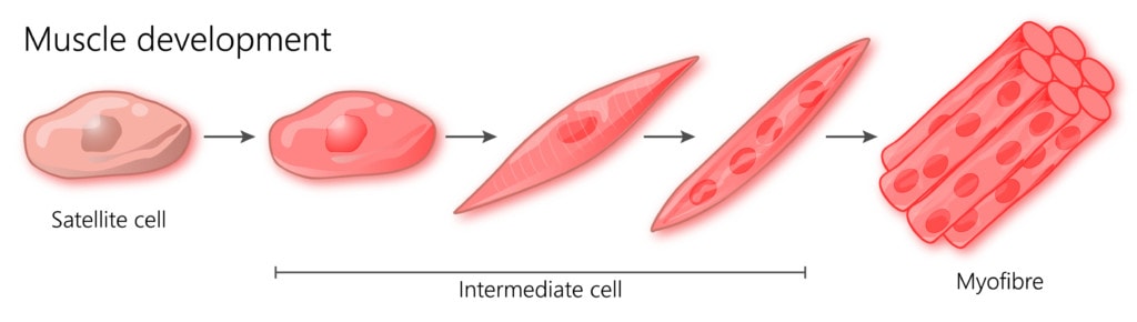 Muscles Use Travelling Nuclei To Repair Themselves Regenexx
