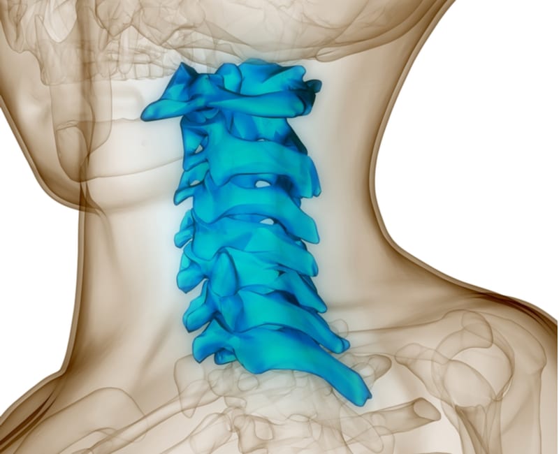 3D medical illustration of the cervical vertebrae.