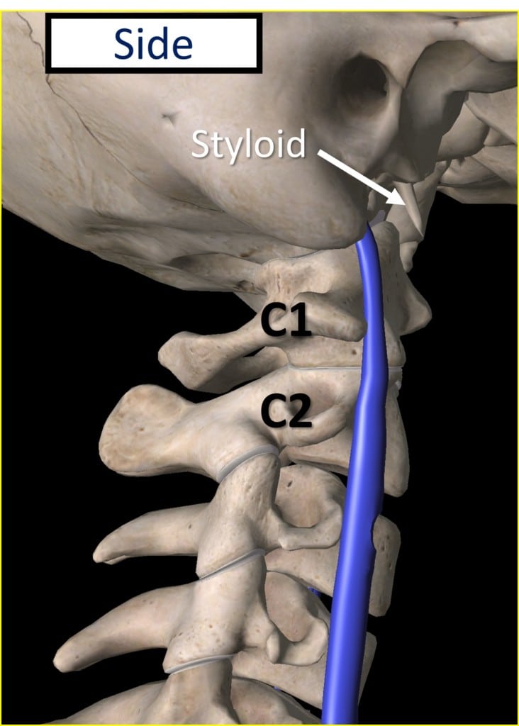 internal jugular vein and C1