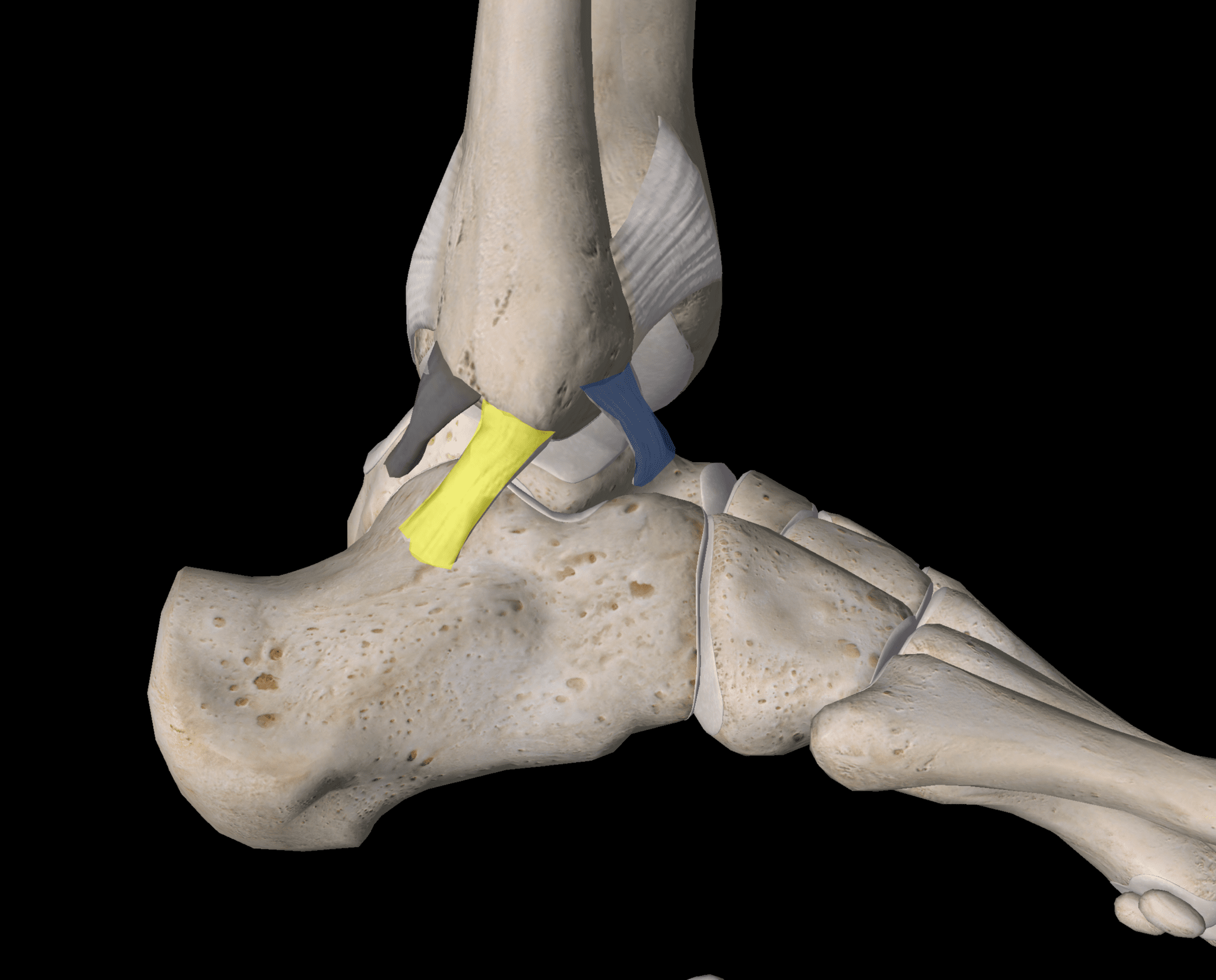 1-in-3-unstable-ankles-has-cartilage-damage-regenexx