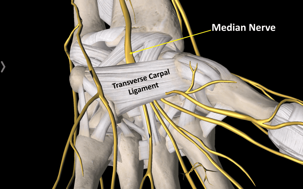 Transverse Carpal Ligament