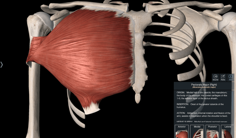 Why Tight Pecs and Shoulder Pain Could Be a Canary in the Coalmine of the Neck