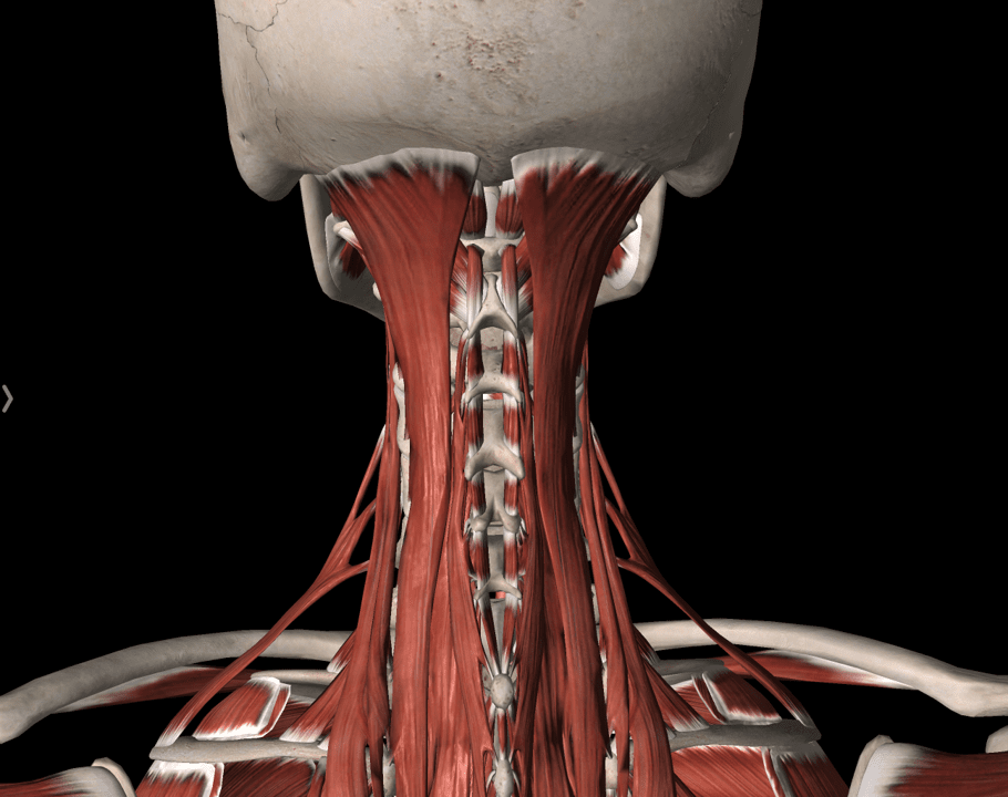 cervical spine posterior muscles