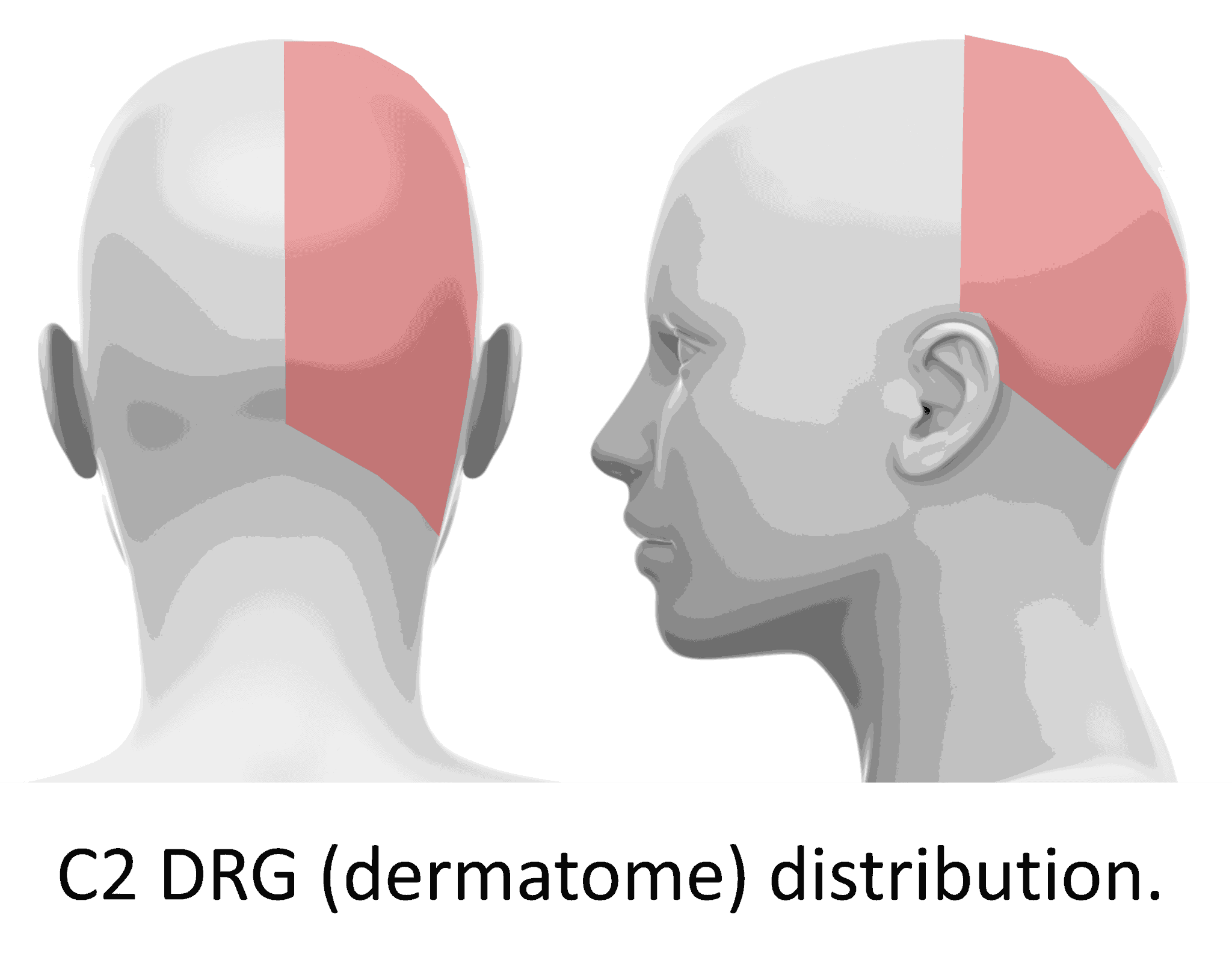 How Does the Body Stabilize the C1C2 Joint? The Role of the Alar