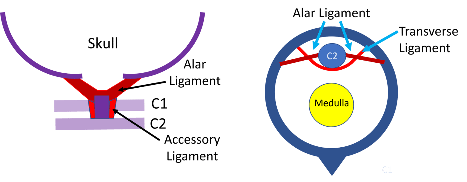 How Does the Body Stabilize the C1C2 Joint? The Role of the Alar