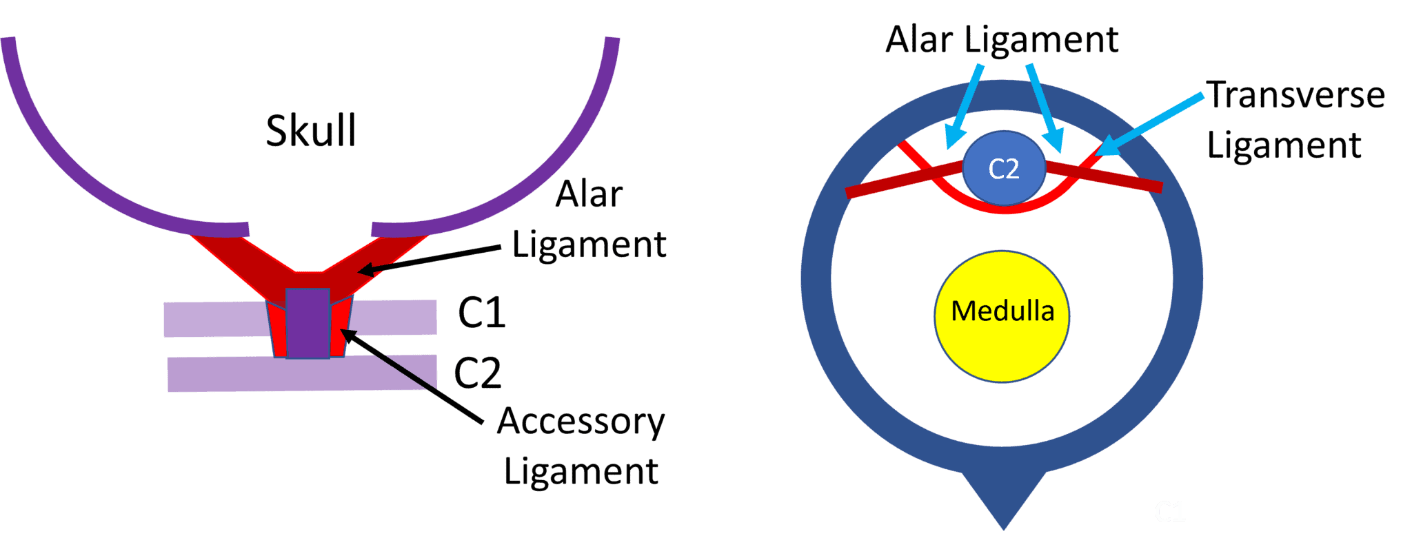 How Does the Body Stabilize the C1C2 Joint? The Role of the Alar