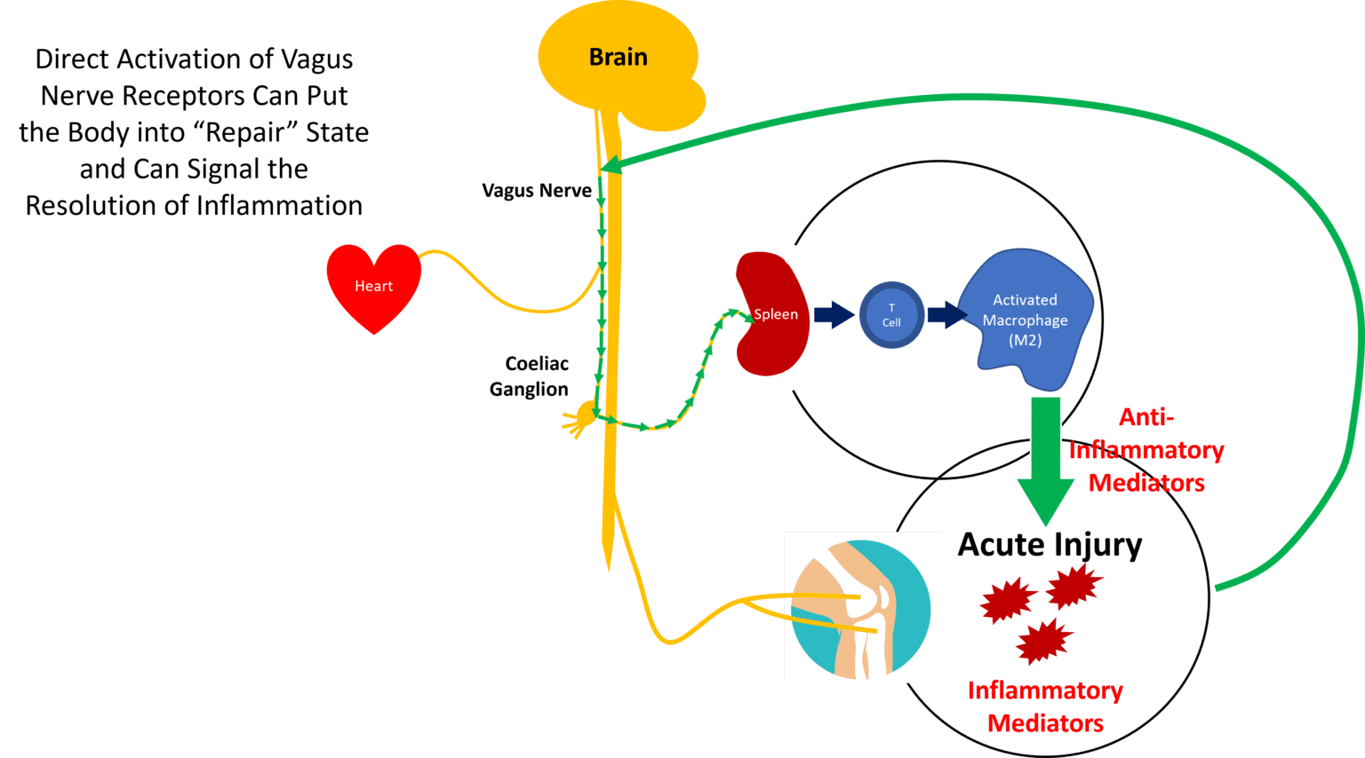 The Vagus Nerve, Inflammation, and the Neck How are They Connected