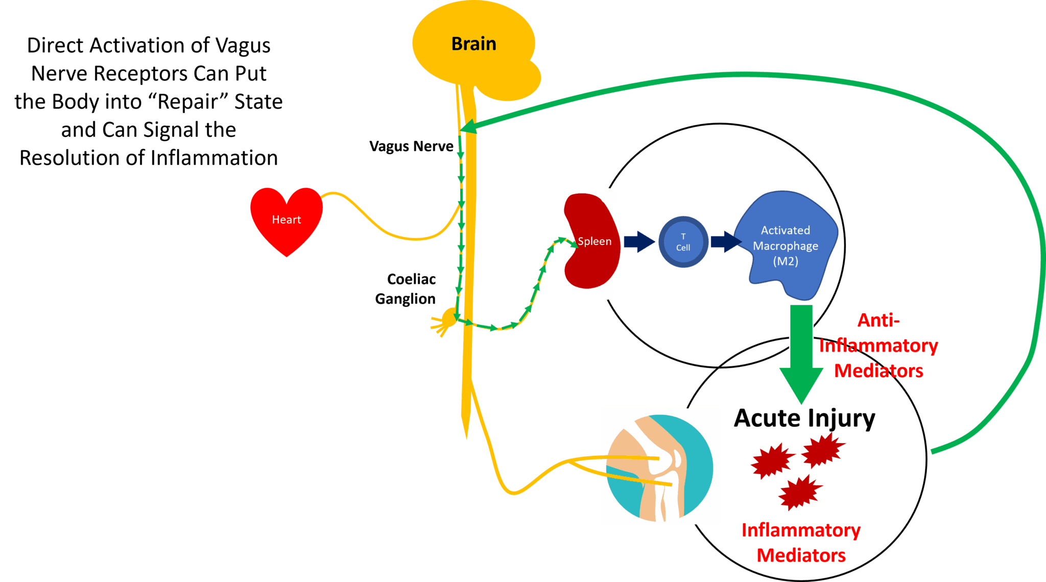 The Vagus Nerve, Inflammation, and the Neck How are They Connected