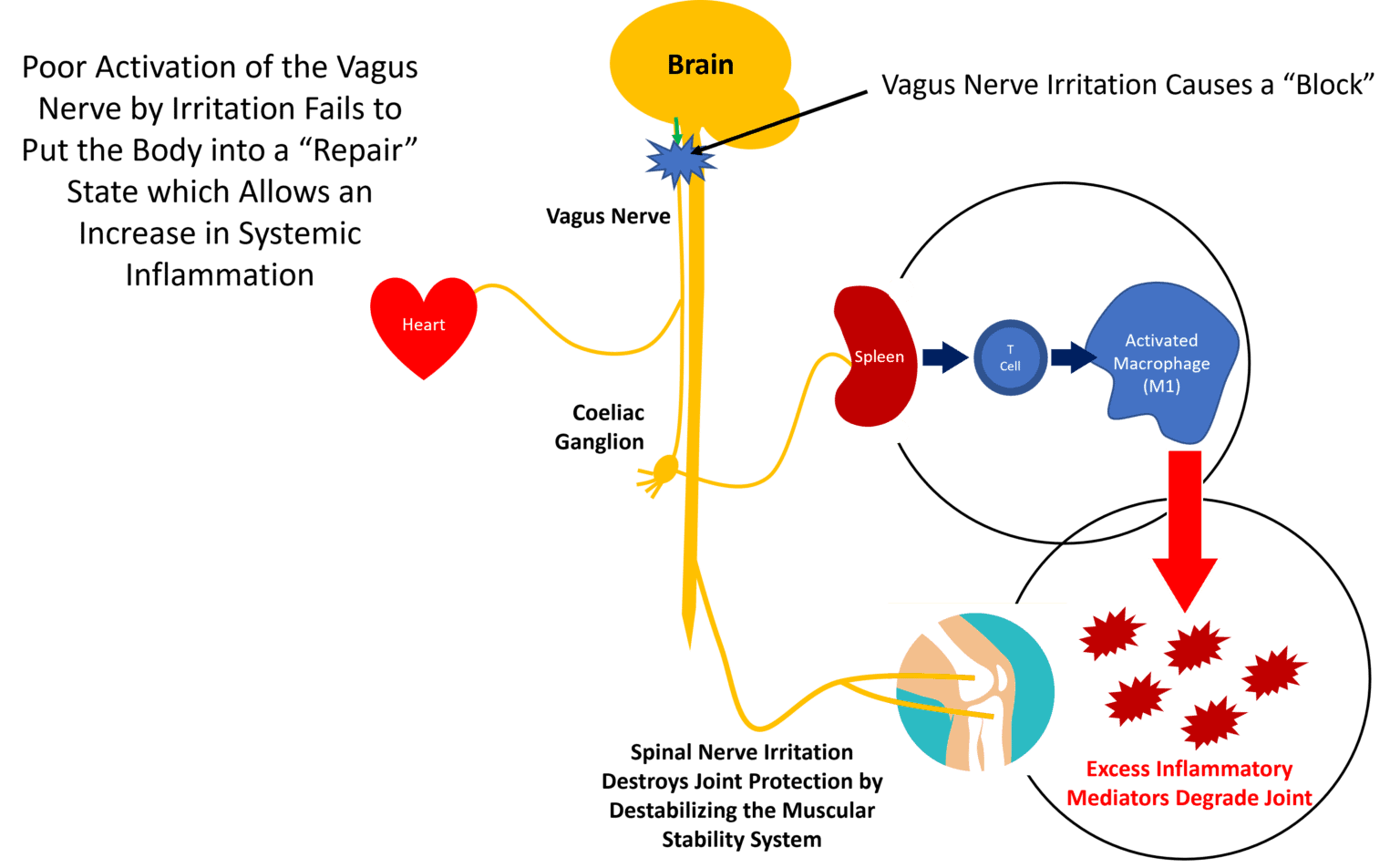 The Vagus Nerve, Inflammation, and the Neck How are They Connected? Regenexx