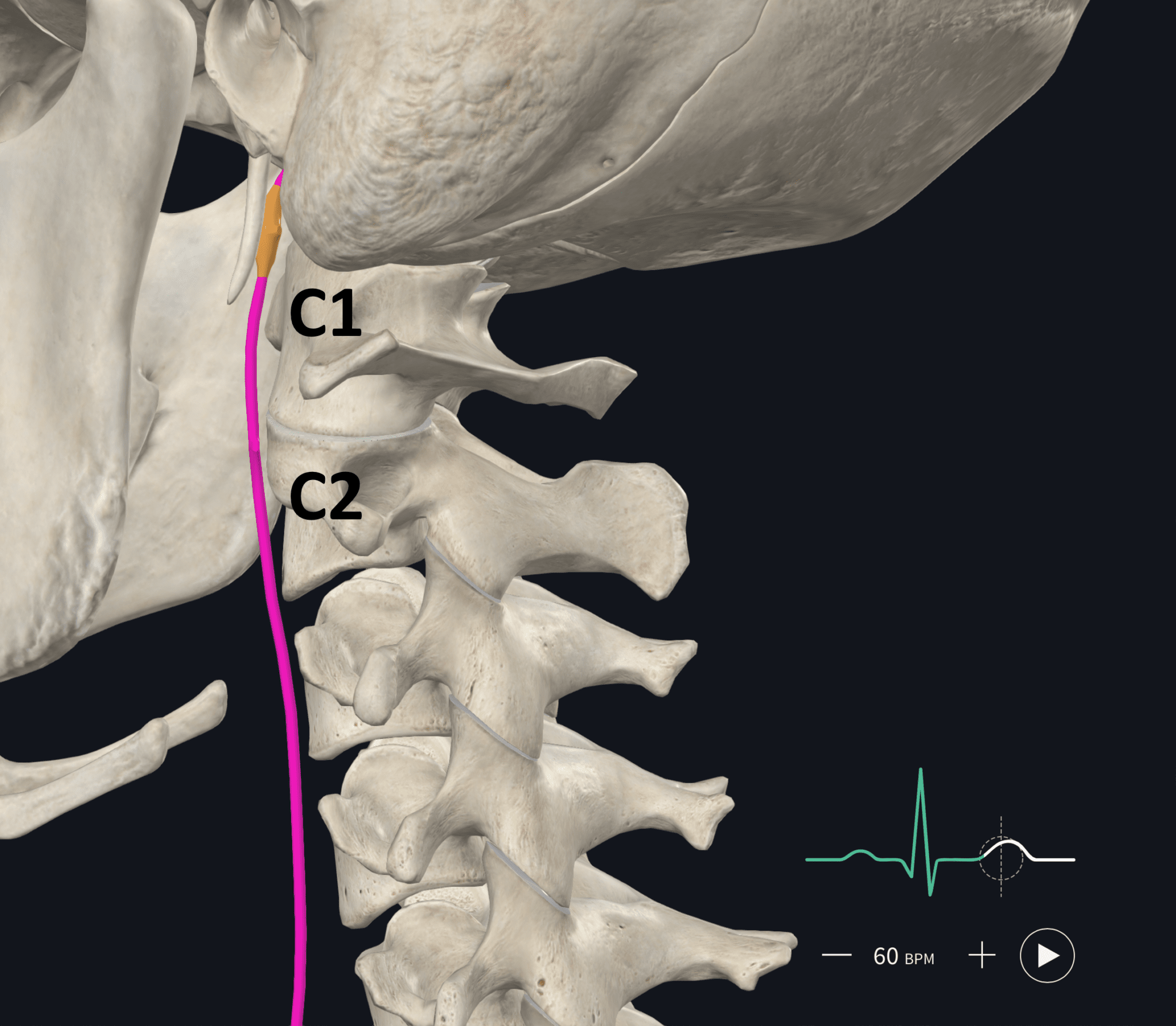 The Vagus Nerve Inflammation And The Neck How Are They Connected