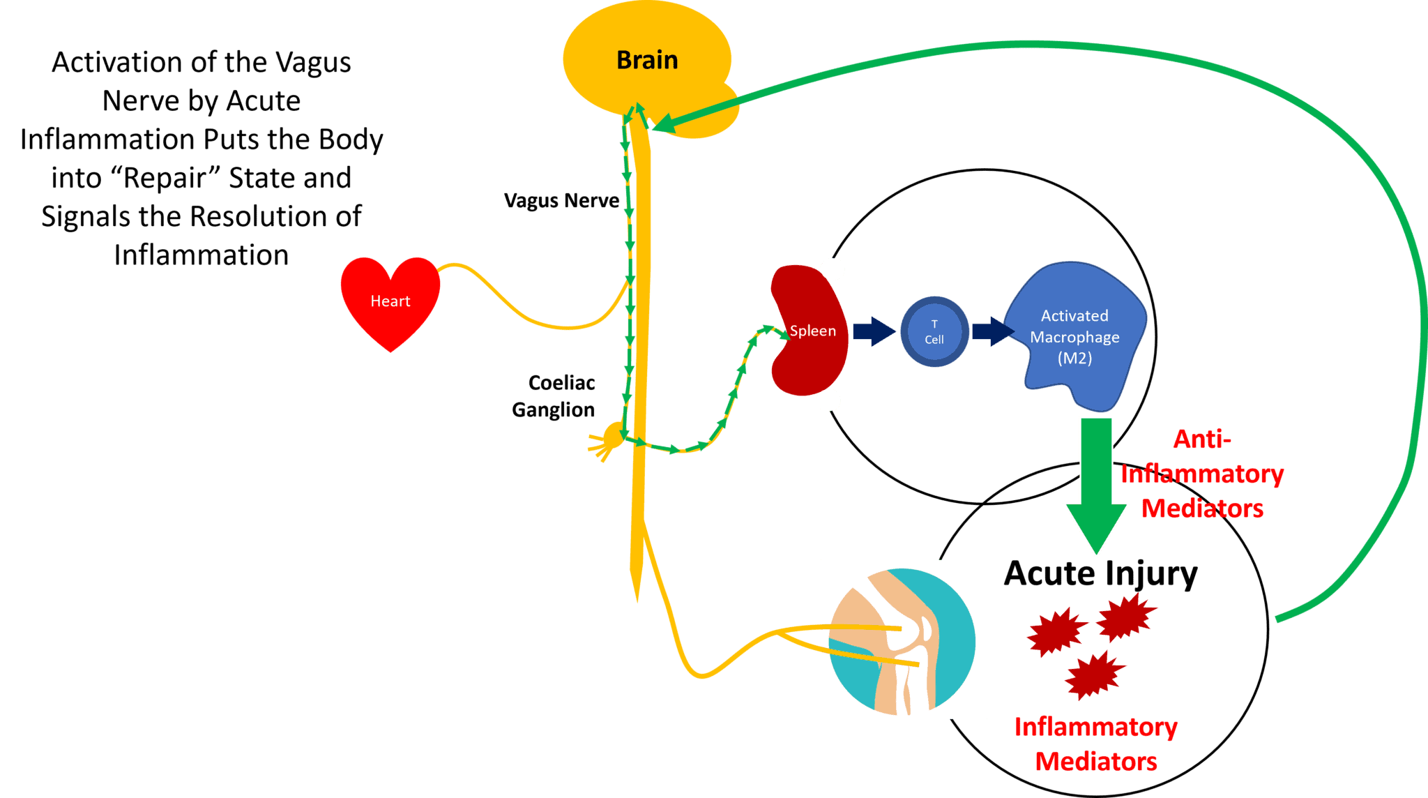 The Vagus Nerve, Inflammation, and the Neck How are They Connected
