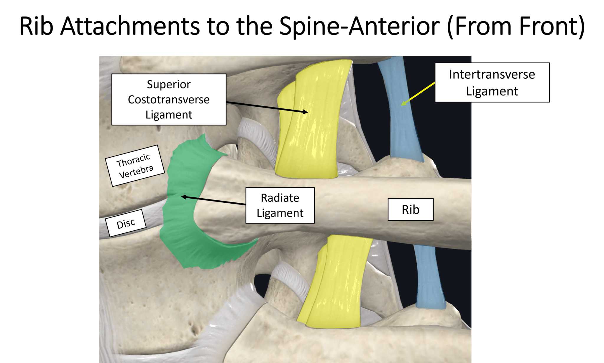 what-is-slipping-rib-syndrome-regenexx