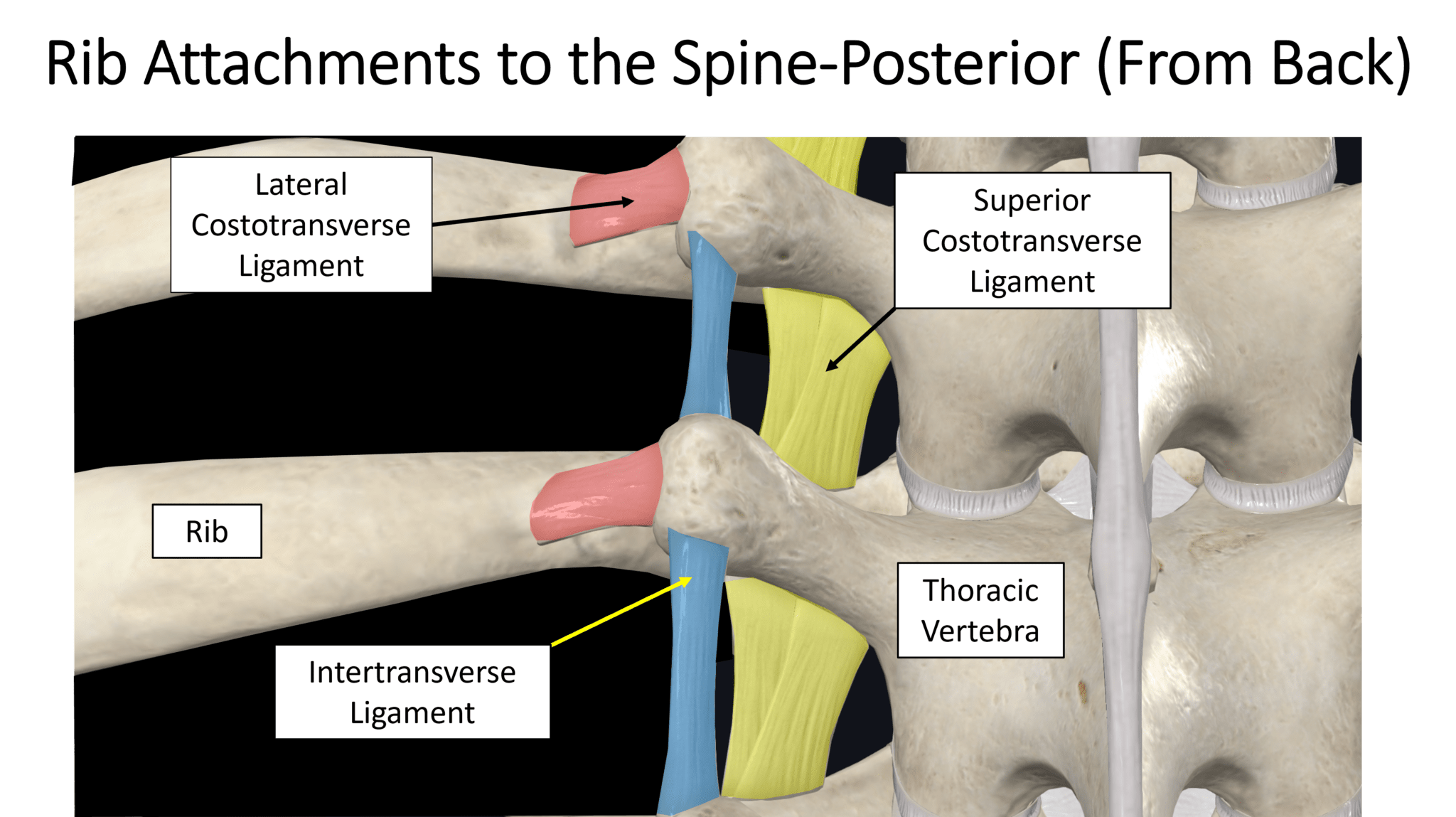 What is Slipping Rib Syndrome? - Regenexx