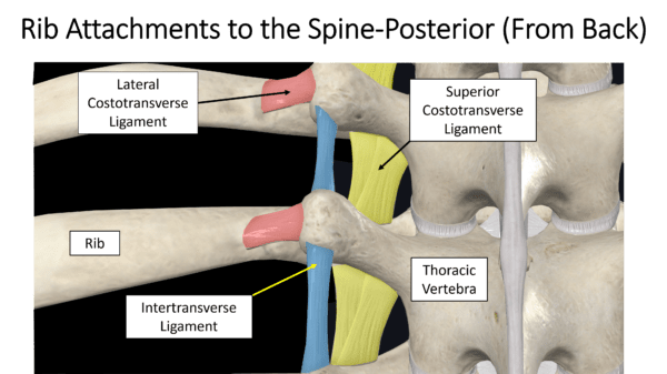 what-is-slipping-rib-syndrome-regenexx