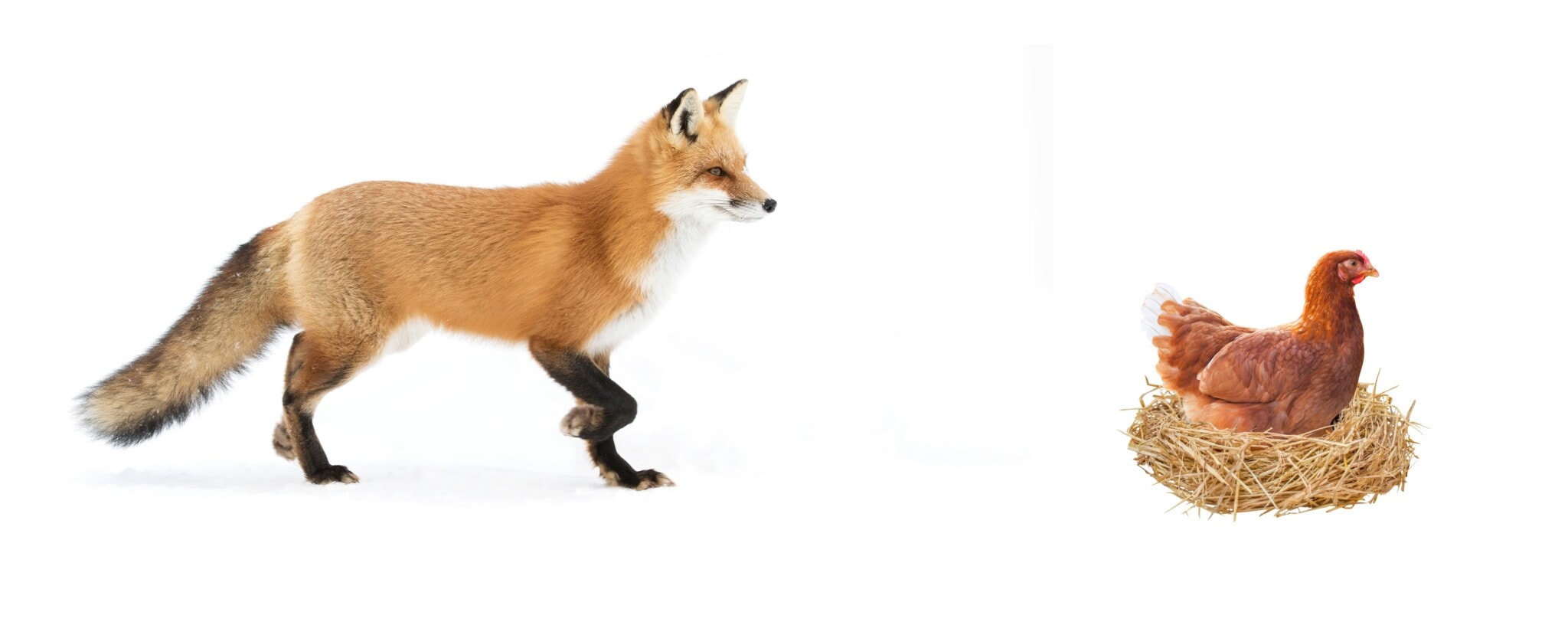 Can the Fox Guard the Henhouse? Why Putting Surgeons In Charge of