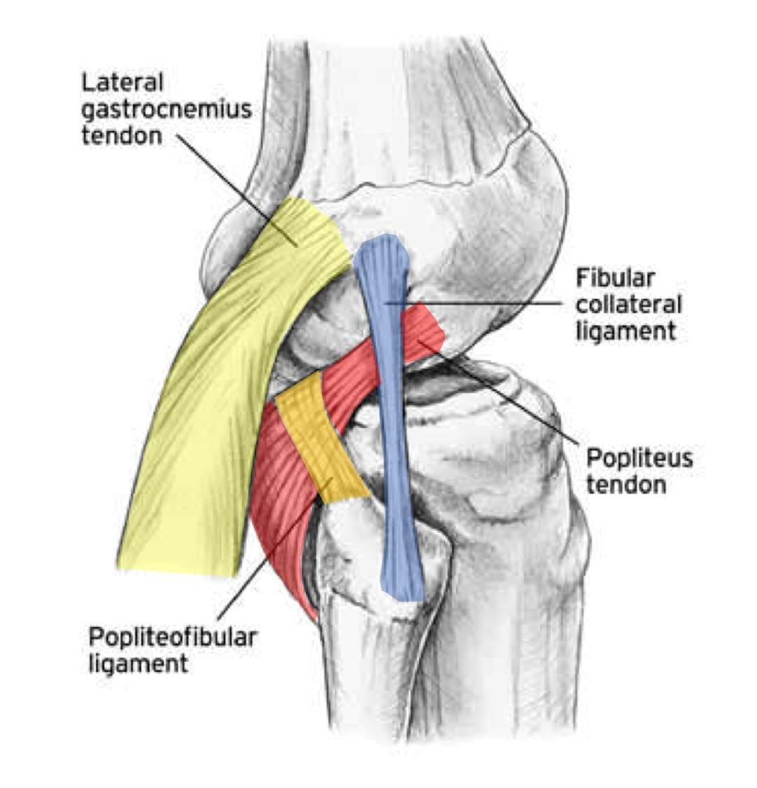 What Is Posterior To The Knee