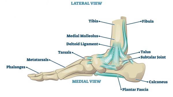 Illustration of a cross section of the ankle with phalanges, tibia, tarsals, and ligaments