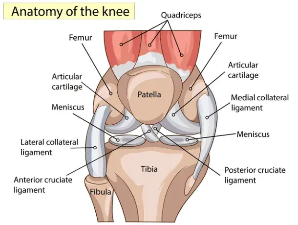 Anatomy-of-the-Knee